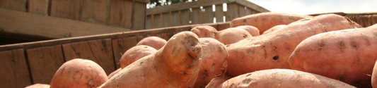 A truck of sweet potatoes to make Piper and Leaf Sweetie Pie Chai specialty drink for the winter