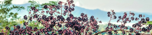 a thicket of elderberries to make piper and leaf herbal tea elderberry elixir for cold fighting in immune boosting benefits