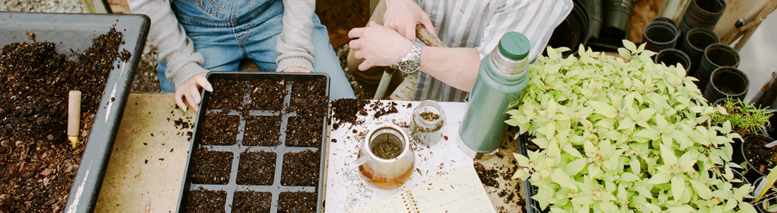 How to Brew the Perfect Cup of Tea