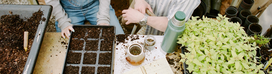 How to Brew the Perfect Cup of Tea