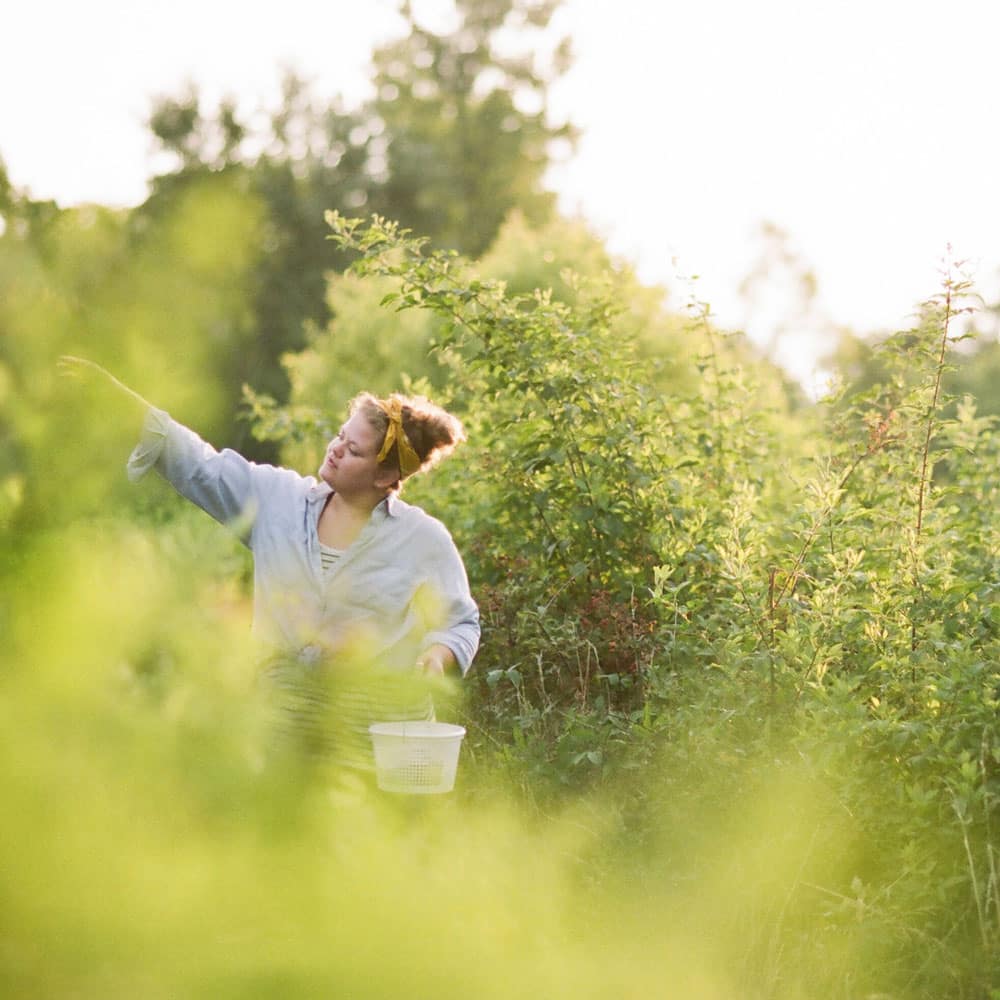 A girl reaches out to pick fresh berries from a blueberry field