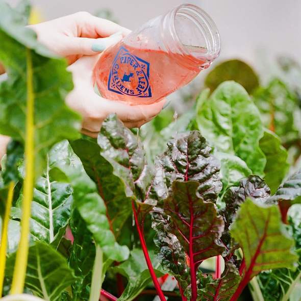 In a garden, a hand is holding a jar of Piper & Leaf Tea Co.'s Sassyfras Strawberry 9ct Tea Bags in Muslin beet juice.