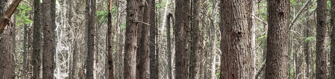 Westward Ho! Homestead Dreams at Greycliff Mill! (Day 36)