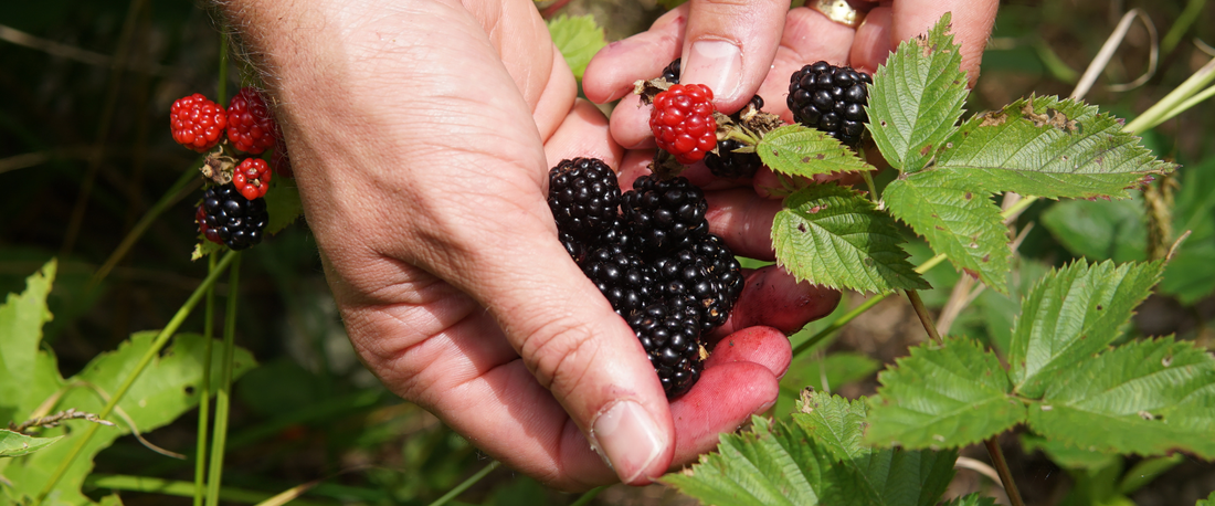 The Sweet Reward of Berry Season