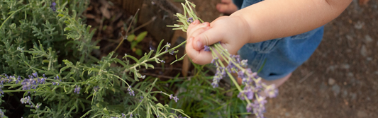 a child holding a hanful of lavender, picked fresh from the plant. Each lavender petal waiting to be dried and hand blended into a batch of Piper and Leaf tea