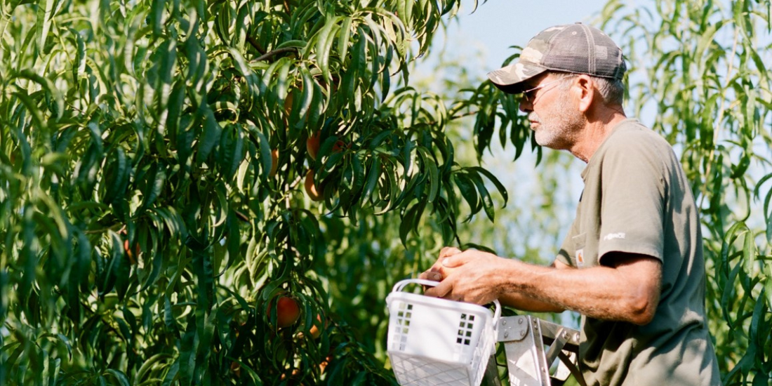 A Faithful Farmer picking fresh peaches off the tree for us to use in our Orchard Peach Blend