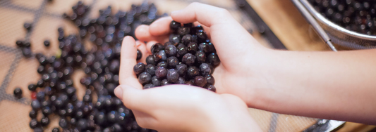 A handful of fresh Alabama blueberries ready to be dried and blended into Piper and Leaf's green tea blend, Blueberry Jubilee