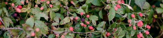 a thicket of blackberries prepared to be picked for Piper and Leaf's fruity caffeine-free tea blend Briar Patch Brew