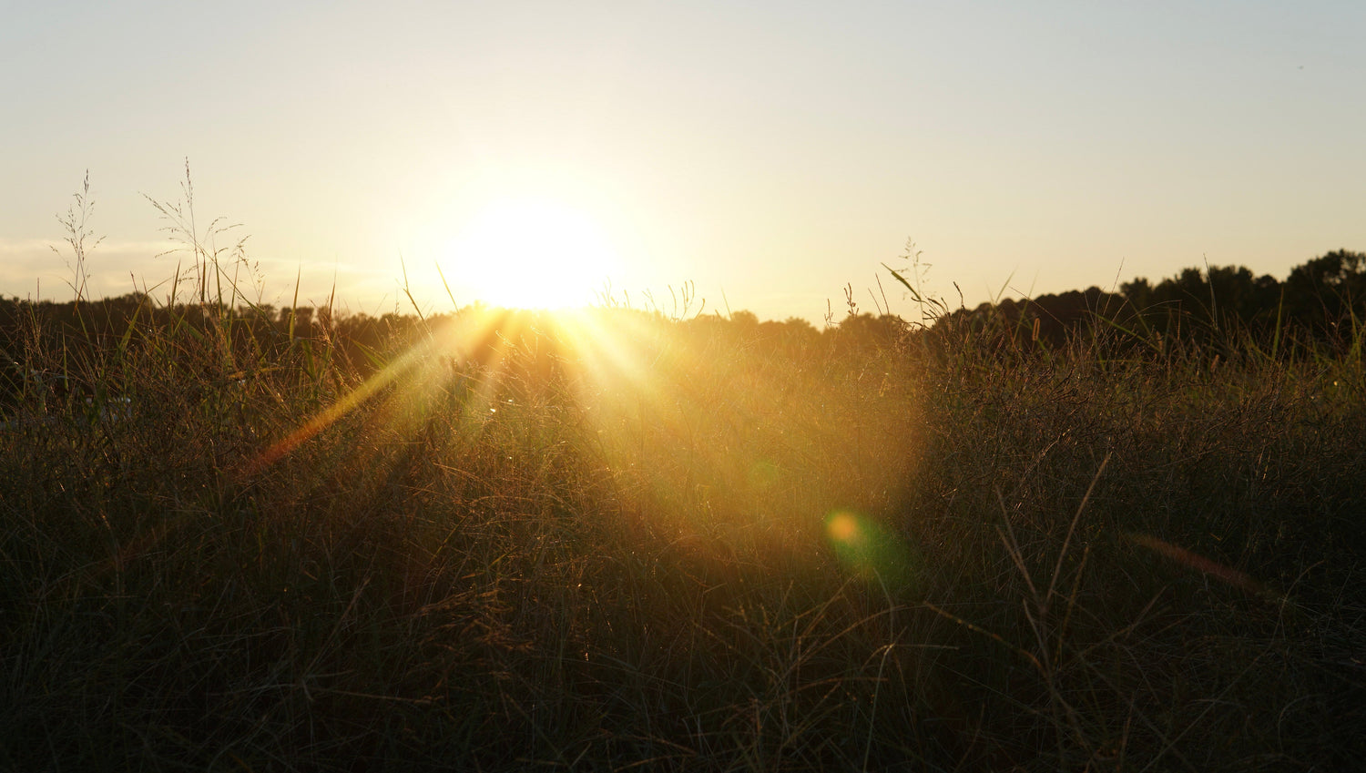 The sun sets behind a field of tall grass, casting long rays and a warm glow over the landscape, with trees visible in the background.