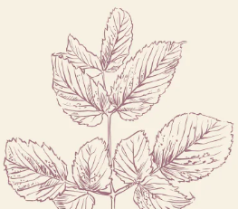 Raspberry leaf sketch