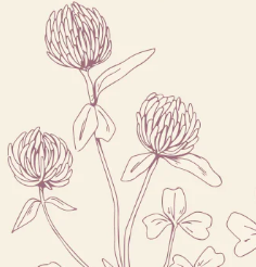Red clover sketch