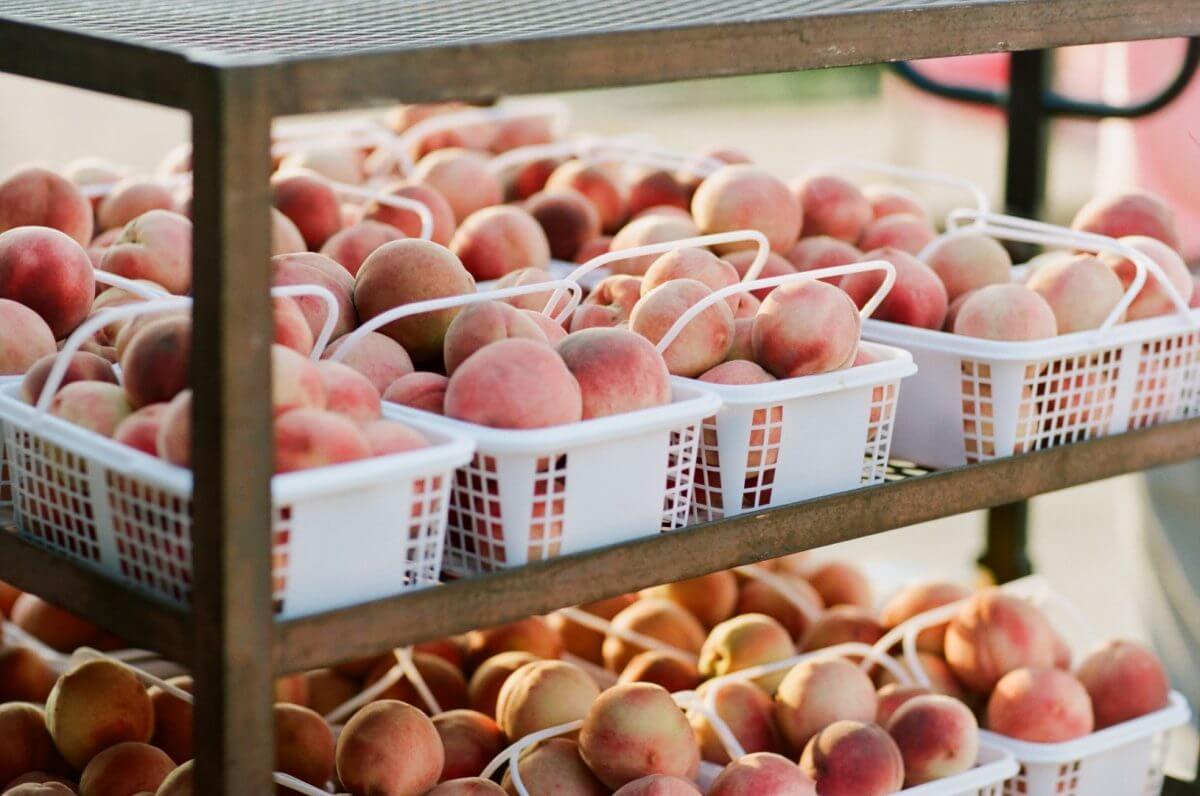 Several baskets of fresh peaches, ripe and ready to be processed