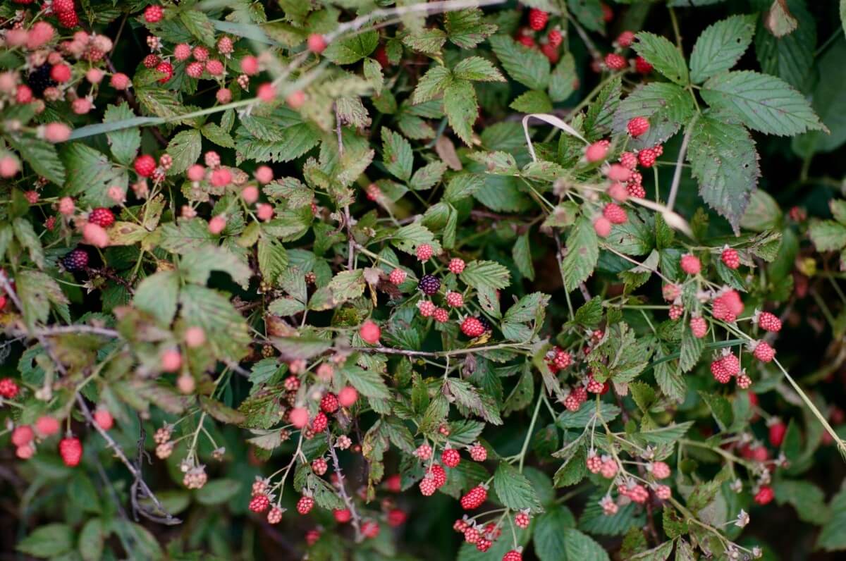 Blackberries ripening on a bush