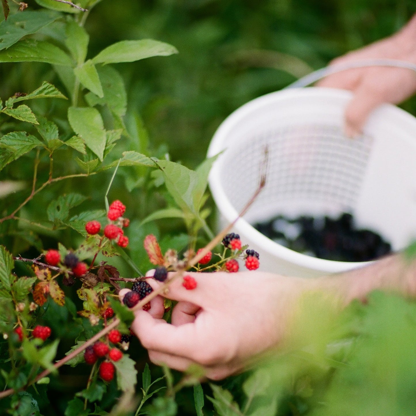 A hand picking fresh blackberries off a bush