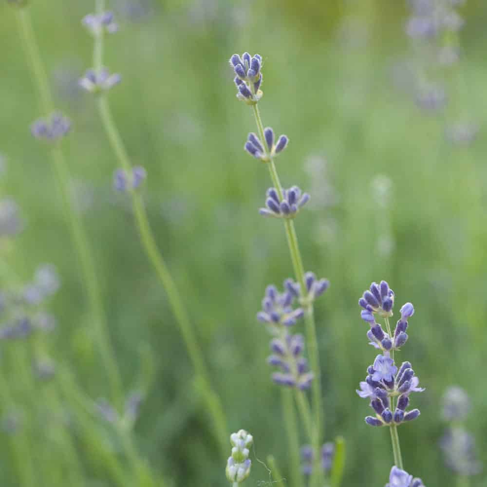 A close view of flowering lavender