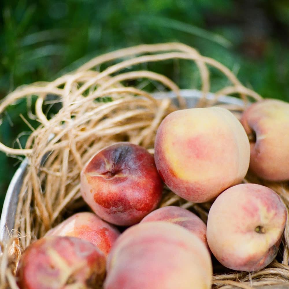 A basket full of fresh, ripe summer peaches